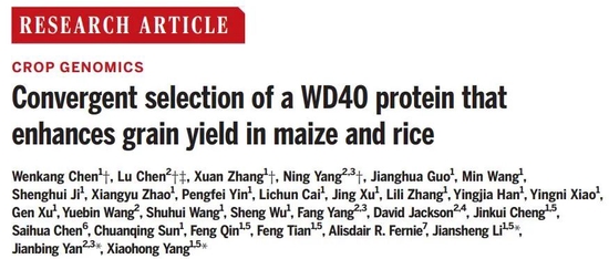 今日《科学》：提高玉米和水稻产量，中国科研团队找到关键基因
